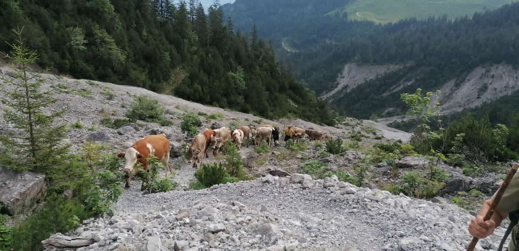 Sattelalpe10.jpg
