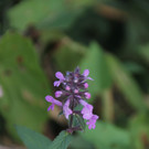 IMG_0074a.jpg
