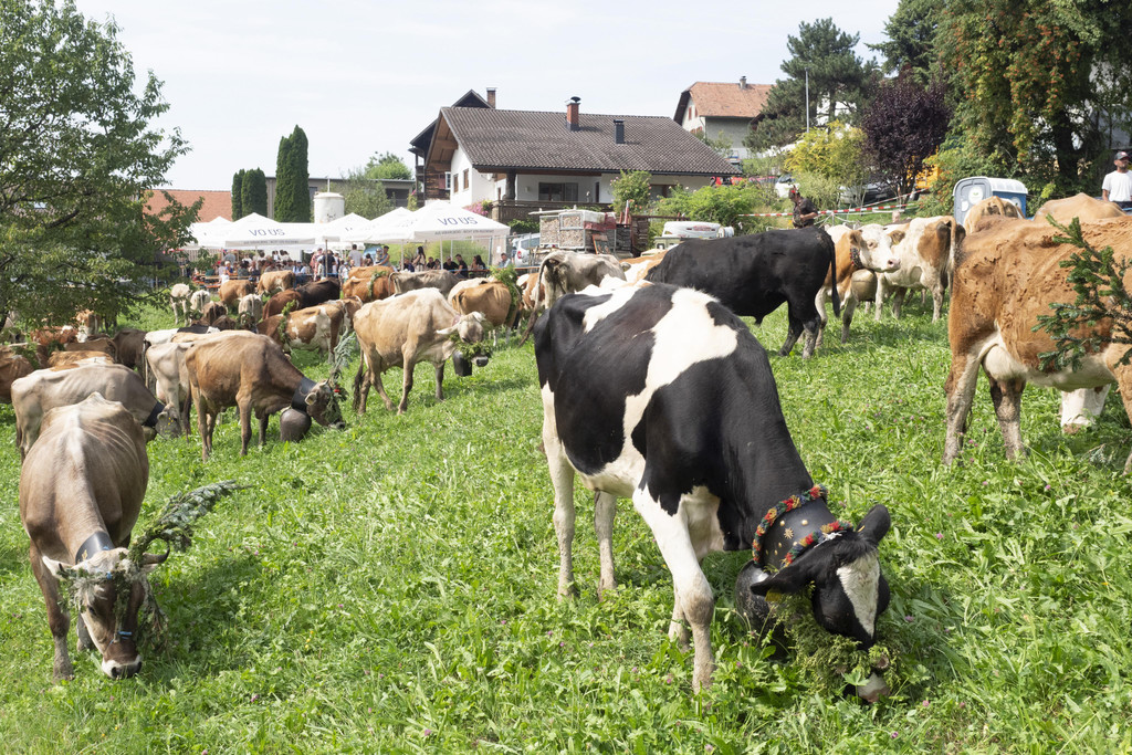 K__he auf F__scha.jpg