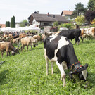 K__he auf F__scha.jpg