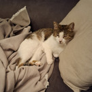 Bella