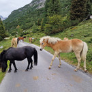 DaalaserStafel9.jpg