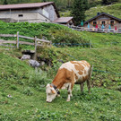 DaalaserStafel17_1.jpg