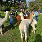 Alpakawanderung Röthis