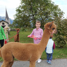 P1012227 Alpaka Neu.jpg