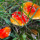 IMG_7372.JPG