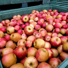 Prinz OBSTHOF F__hrung mit Kindergarten Dorf 10-10-2024 _9_.jpg