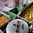 Prinz OBSTHOF F__hrung mit Kindergarten Dorf 10-10-2024 _14_.jpg