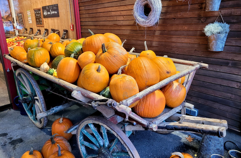 Prinz OBSTHOF F__hrung mit Kindergarten Dorf 10-10-2024 _27_.jpg