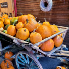 Prinz OBSTHOF F__hrung mit Kindergarten Dorf 10-10-2024 _27_.jpg