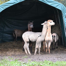 DSC_8093.jpg