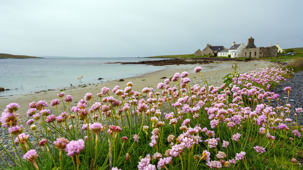Insel Fetlar_ Heimat von Brydon.jpg