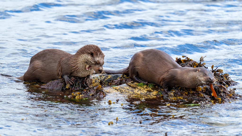 Otter_ lachend.jpg