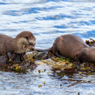 Otter_ lachend.jpg