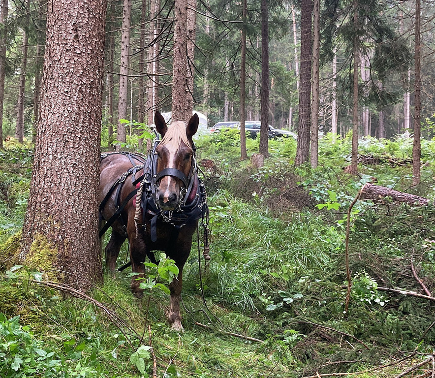 0A756262-52A8-488F-92DD-1E1552963D03.JPG