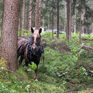 Mit Pferdestärke unterwegs im Wald 