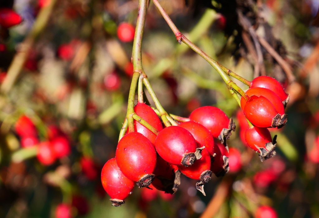 Herbst 171124_1.JPG