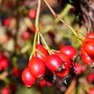 Herbst 171124_1.JPG