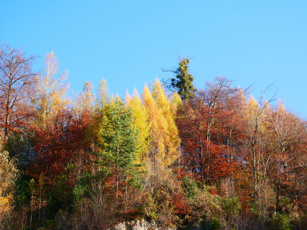 Herbst 171124_6.JPG