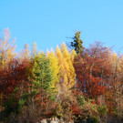 Herbst 171124_6.JPG