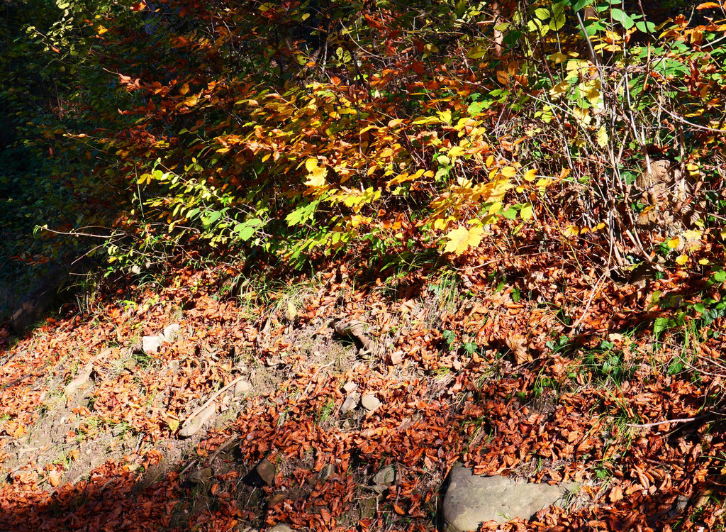 Herbst 171124_7.JPG