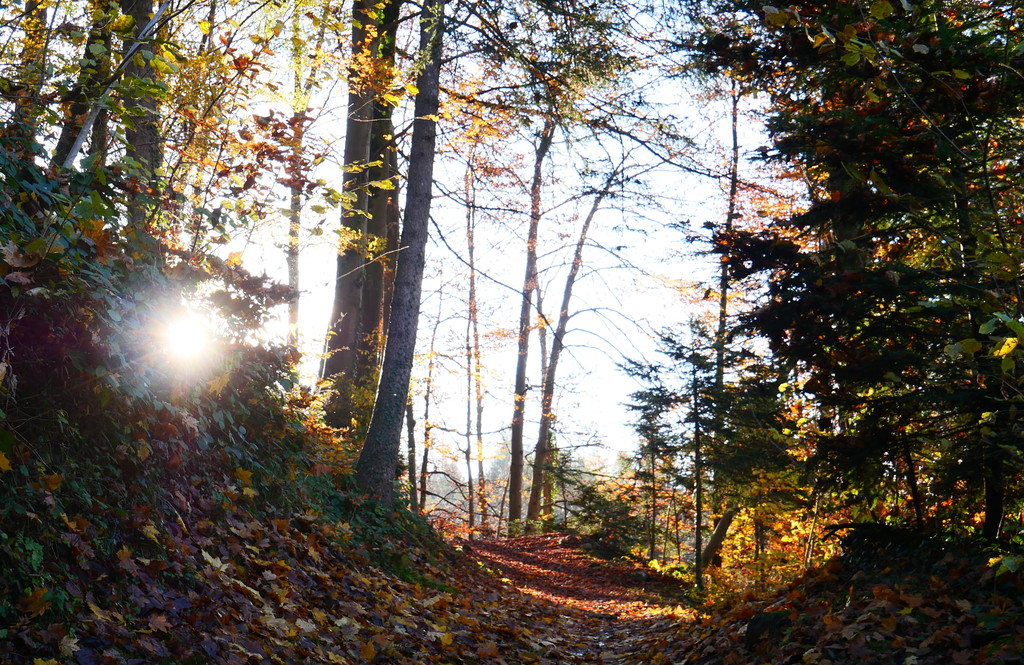 Herbst 171124_8.JPG