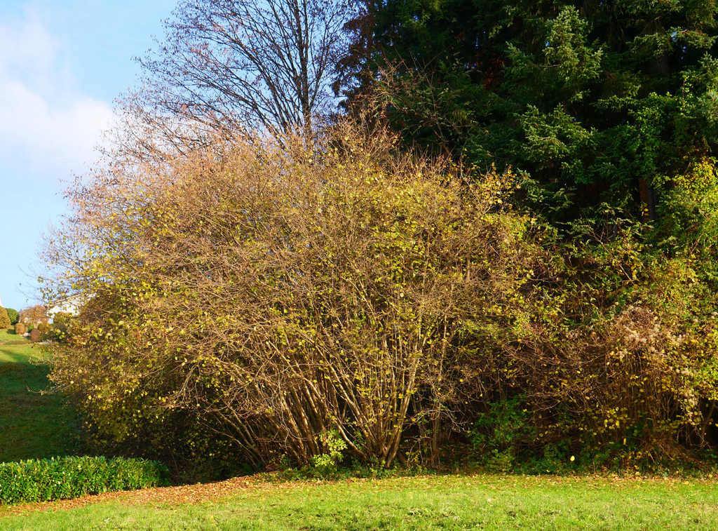 Herbst 171124_15.JPG