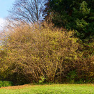 Herbst 171124_15.JPG