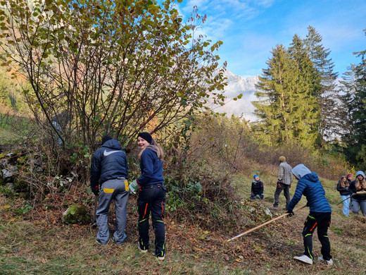 Geh__lzpflege GASCHT _1_.jpg