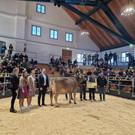 In der Schorenhalle in Dornbirn and das dritte Vorarlberger Rind-Championat statt