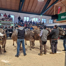 Championat5.jpg