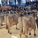 Championat12.jpg