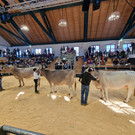 Championat14.jpg