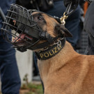 Vienna_at _94 von 123_.JPG