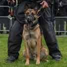 Vienna_at _96 von 123_.JPG