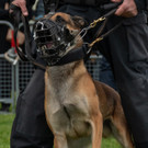 Vienna_at _97 von 123_.JPG