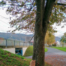 Baumpflanzaktion am Lochauer Seeufer