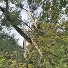 20230831_Baumf__llung Schwarzbad Allee 2.jpg