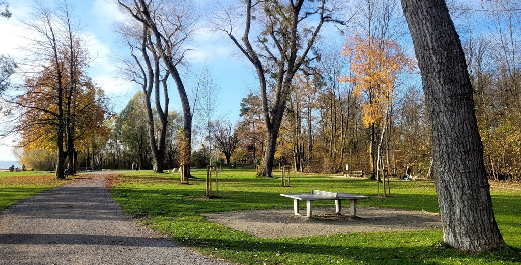 Lochau See UFERLANDSCHAFT Baumpflanzungen PATEN Herbst 16-11-2024 _10_.jpg