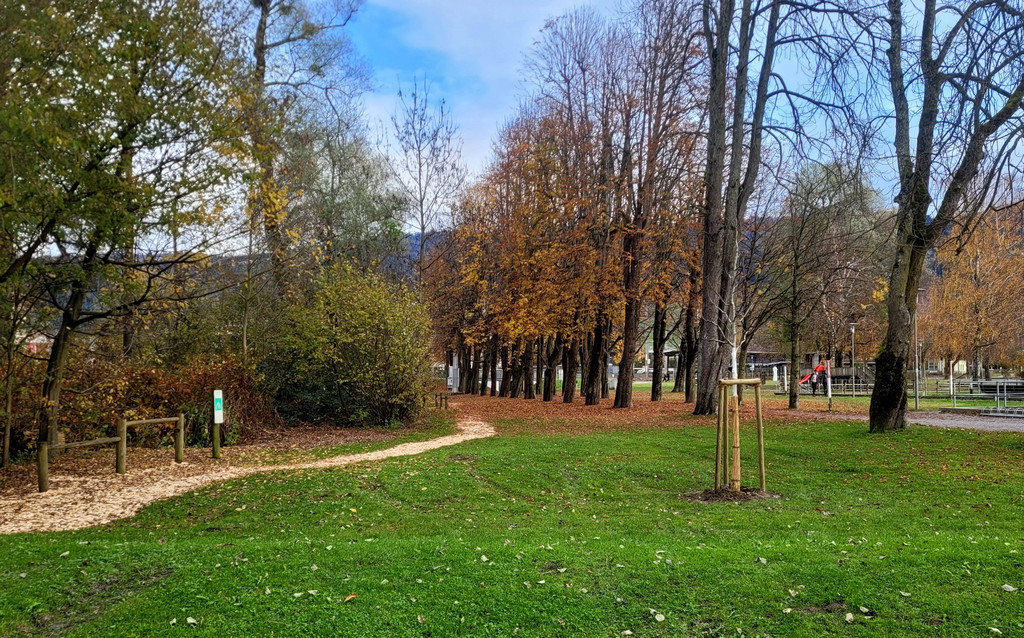 Lochau See UFERLANDSCHAFT Baumpflanzungen PATEN Herbst 16-11-2024 _11_.jpg