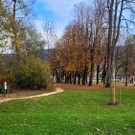 Lochau See UFERLANDSCHAFT Baumpflanzungen PATEN Herbst 16-11-2024 _11_.jpg