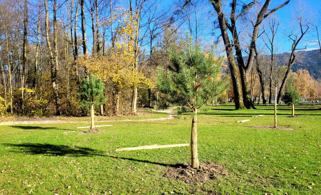 Lochau See UFERLANDSCHAFT Baumpflanzungen PATEN Herbst 16-11-2024 _9_.jpg