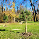 Lochau See UFERLANDSCHAFT Baumpflanzungen PATEN Herbst 16-11-2024 _9_.jpg