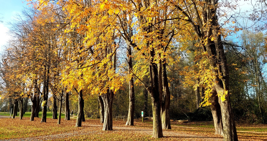Lochau See UFERLANDSCHAFT Baumpflanzungen PATEN Herbst 16-11-2024 _12_.jpg