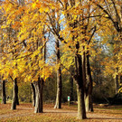 Lochau See UFERLANDSCHAFT Baumpflanzungen PATEN Herbst 16-11-2024 _12_.jpg