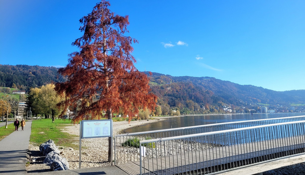 Lochau See UFERLANDSCHAFT Baumpflanzungen PATEN Herbst 16-11-2024 _18_.jpg