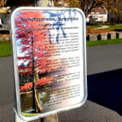 Lochau See UFERLANDSCHAFT Baumpflanzungen PATEN Herbst 16-11-2024 _16_.jpg