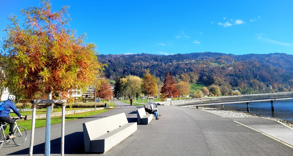 Lochau See UFERLANDSCHAFT Baumpflanzungen PATEN Herbst 16-11-2024 _17_.jpg