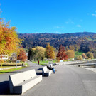 Lochau See UFERLANDSCHAFT Baumpflanzungen PATEN Herbst 16-11-2024 _17_.jpg