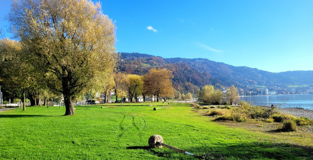 Lochau See UFERLANDSCHAFT Baumpflanzungen PATEN Herbst 16-11-2024 _19_.jpg